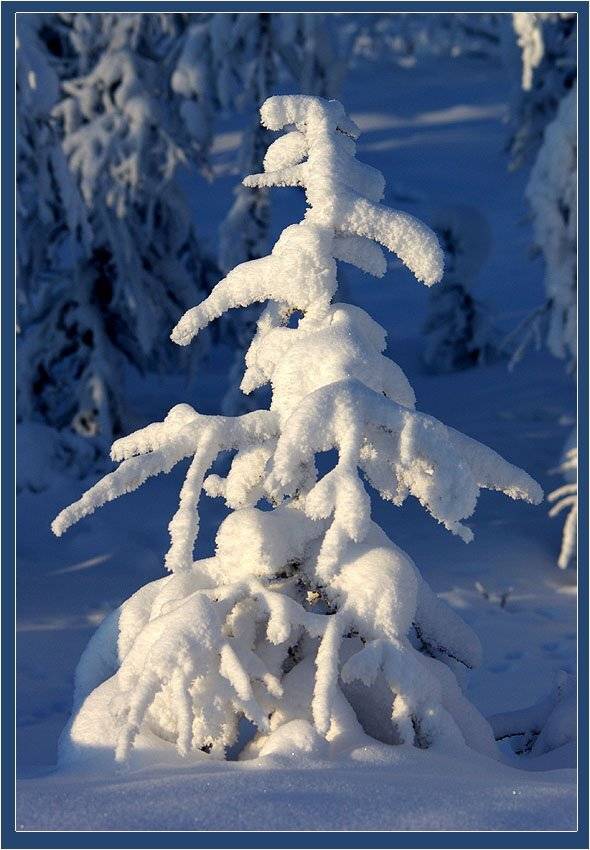 ёлочка,снег, Солодухин Виктор