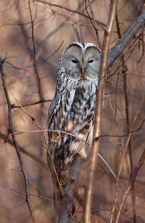 длиннохвостая неясыть. Автор: Сергей Дорохин неясыть, Сергей Дорохин