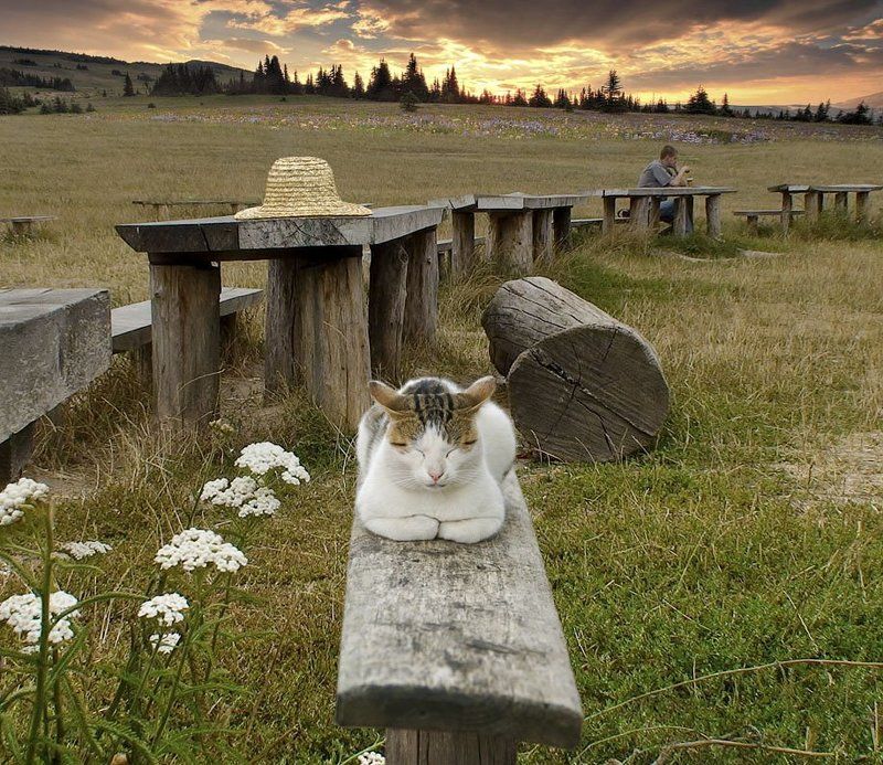 Вечерелоphoto preview