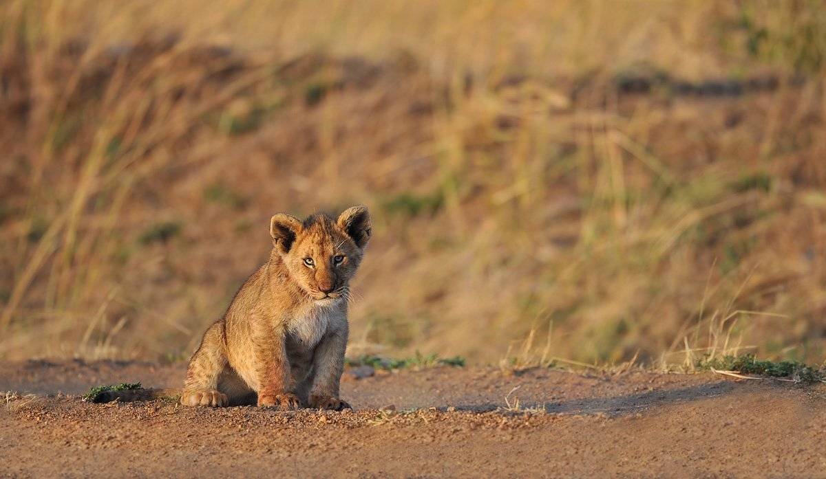Взгляд как у папки. Автор: Николай Зиновьев африка, масай мара, лев, львенок, Николай Зиновьев