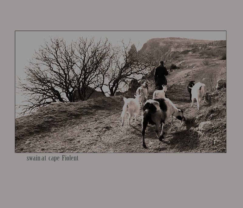 swain at the cape of fiolentphoto preview