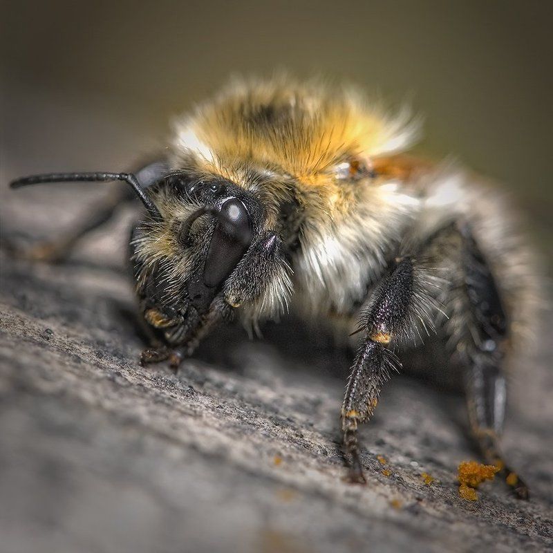 нну!.. с Новым Годом ! ! !photo preview