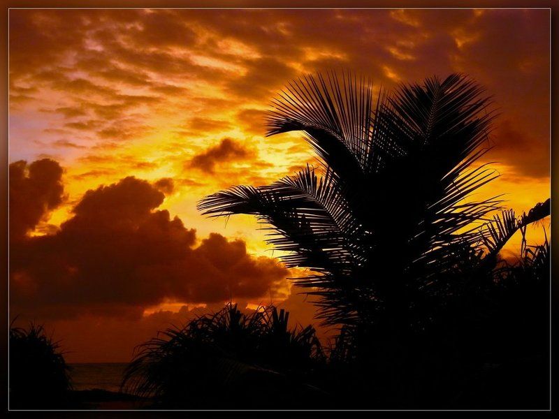шри-ланка,закат,пальма Закат и пальмаphoto preview