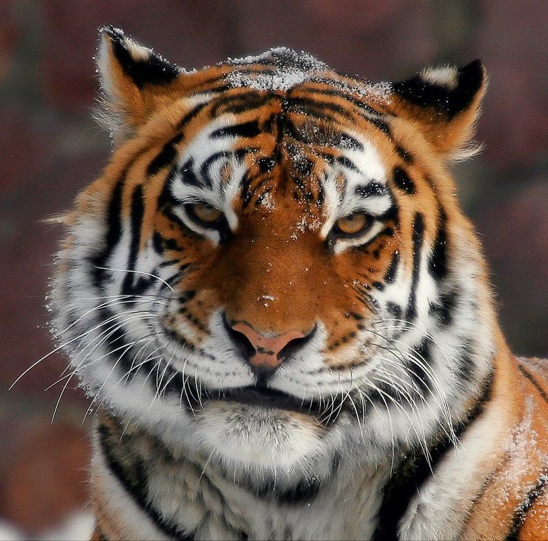 2010, тигр Кис-кис!!!photo preview