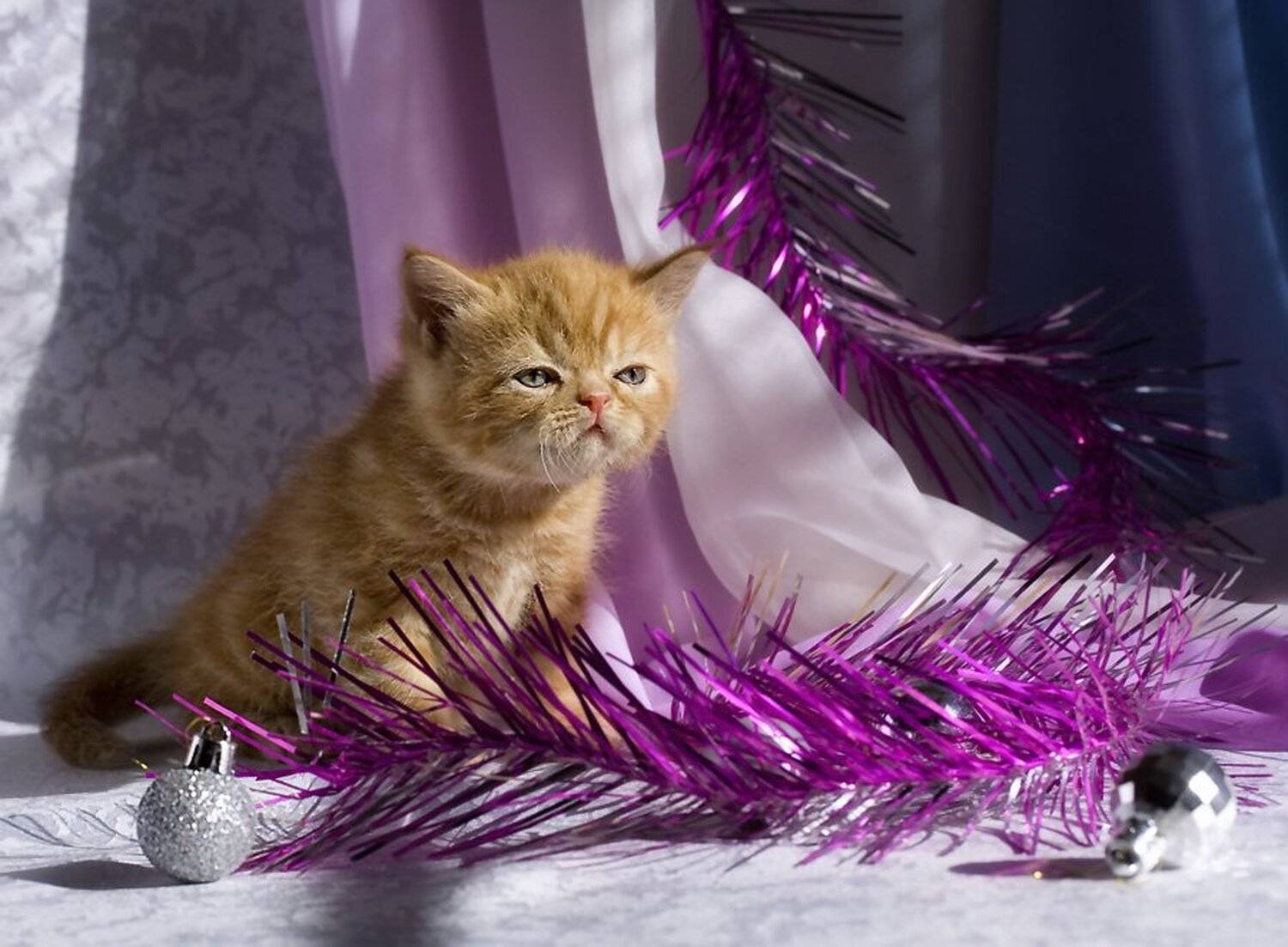 рыжий, экзотический, котик, Nateletro