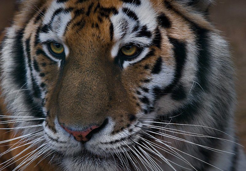 тигр МОЙ...год!photo preview