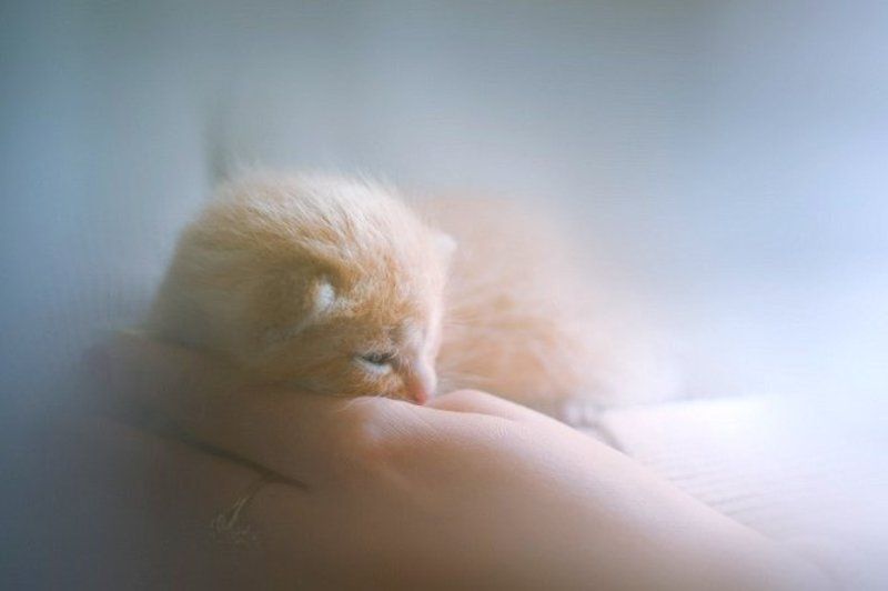 Нежностьphoto preview