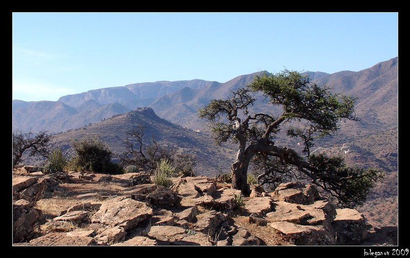 морокко, дерево арганы, берберы. Берберская крепость 2photo preview