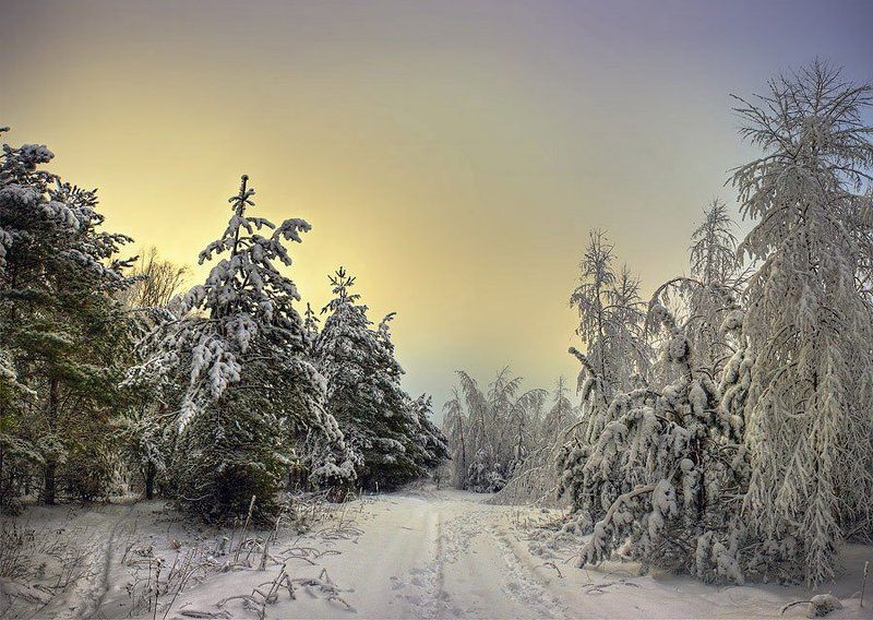 деревья, снег, зима, небо, пейзаж, ели Волшебный лесphoto preview