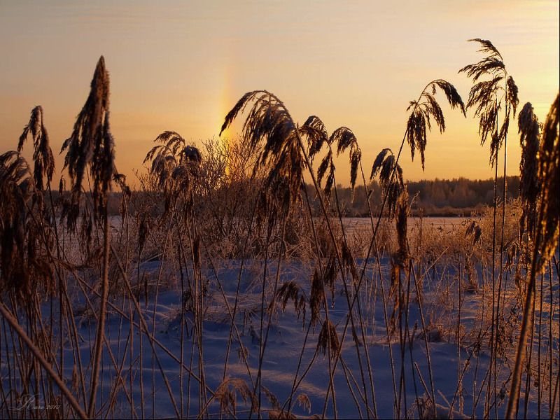 закат, гало, зима, пейзаж В камышах.photo preview