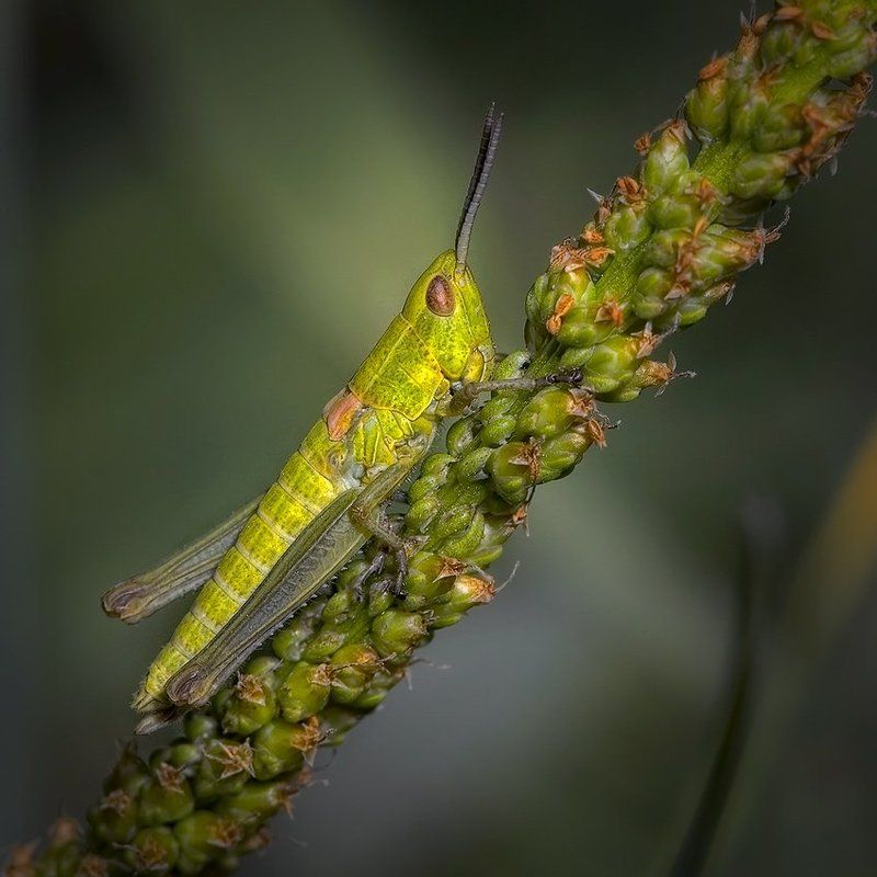 КРУТОЙ ПЕРЕЦ ! ! !photo preview