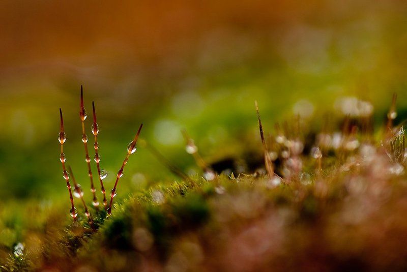 мох, капли, зелень Немного зелени в морозный деньphoto preview