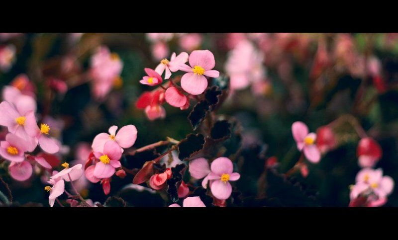 цветы flowers Iphoto preview