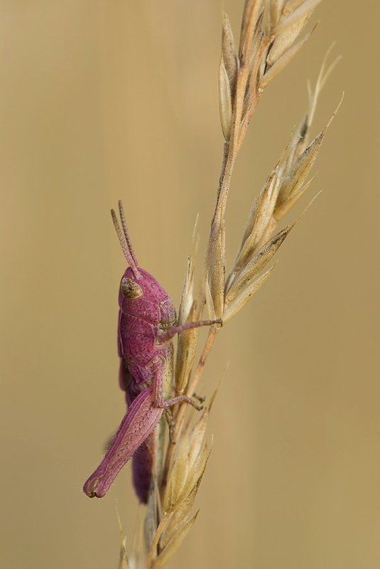 пурпурный Я весь такой пурпурный...photo preview