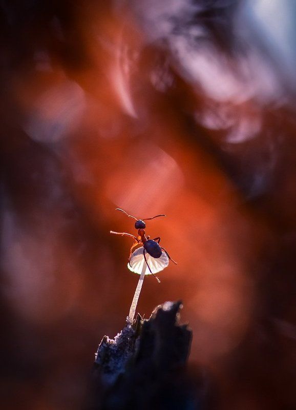 Сияние.photo preview