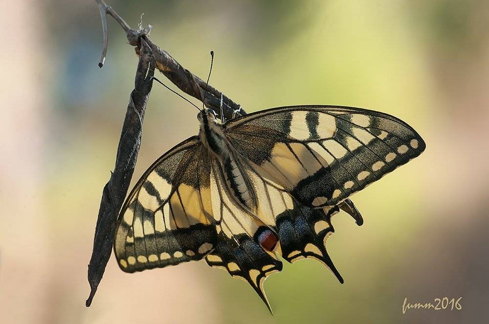 КОРОЛЕВА КРАСОТЫ! МАХАОН.. Автор: Игорь ФУММ , Игорь ФУММ