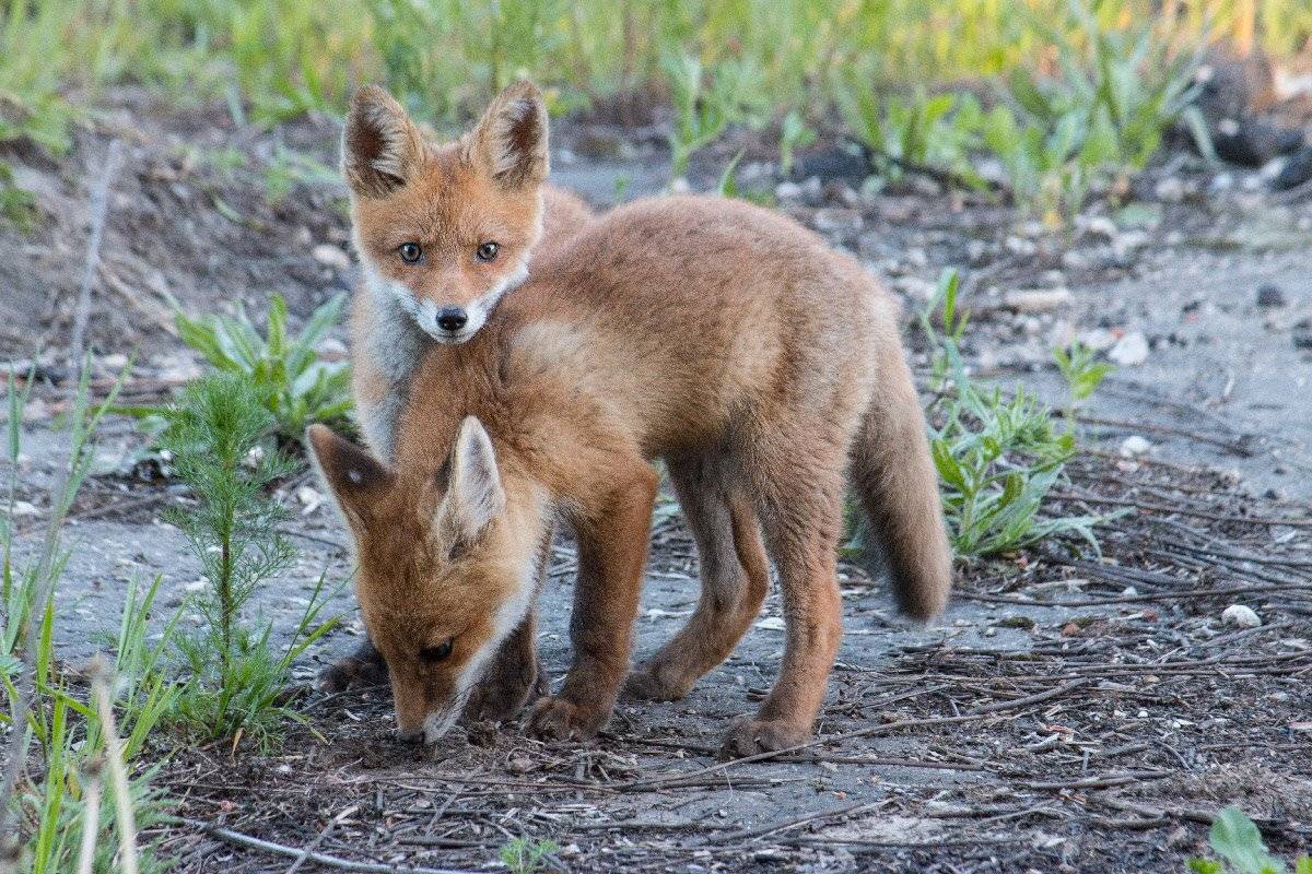 За нами наблюдают. Автор: Александр , Александр