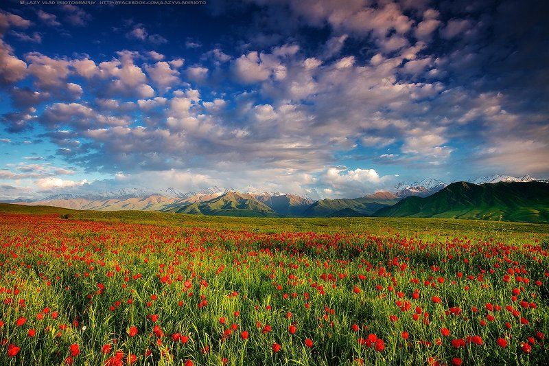 киргизия, бишкек, ала-тоо, горы, май, маки, горные цветы, lazy_vlad, lazyvladphoto, nophotoshop Весенний сонphoto preview