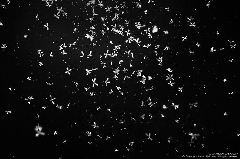 Индонезия, насекомые, термит, термиты, Бали, Убуд, Тропическая «метель»photo preview