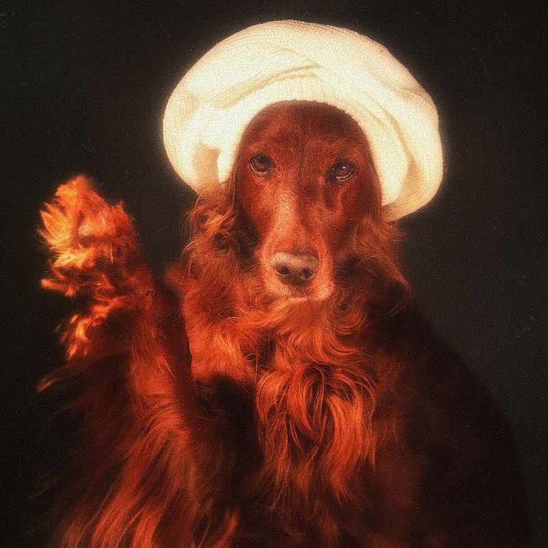 собака, сеттер, арт, портрет, взгляд, картина,  Благословениеphoto preview