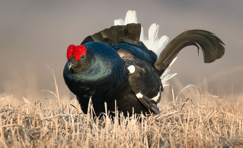 Внимание! Сосредоточимся)photo preview