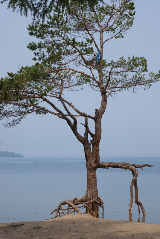 Bardamova Alexandra, Russia