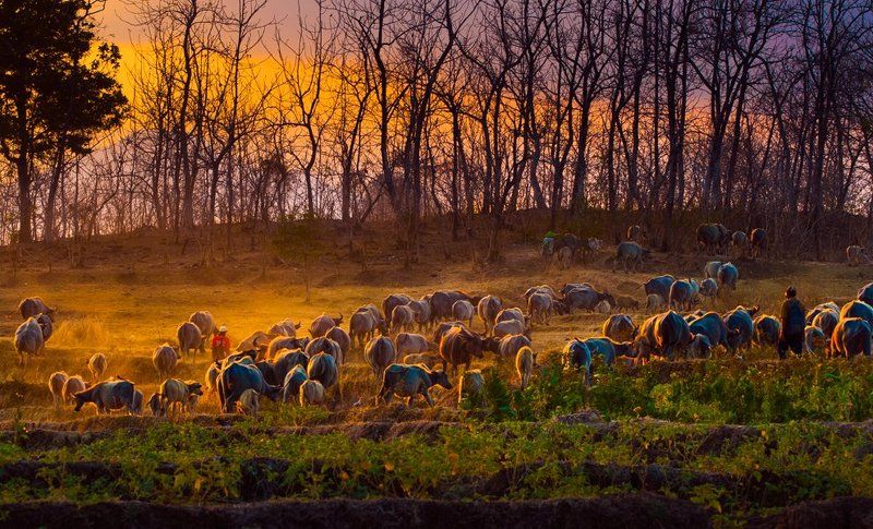 Buffalo, Landscape, Sunset shepherd buffalophoto preview