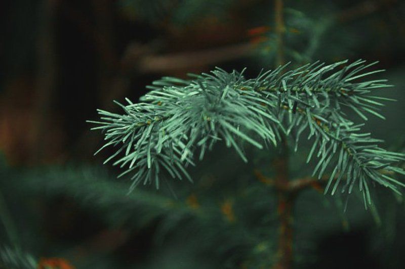 ель, природа, вечер inspirephoto preview