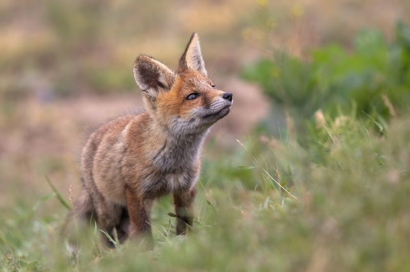 Молодая лисичка. photo preview