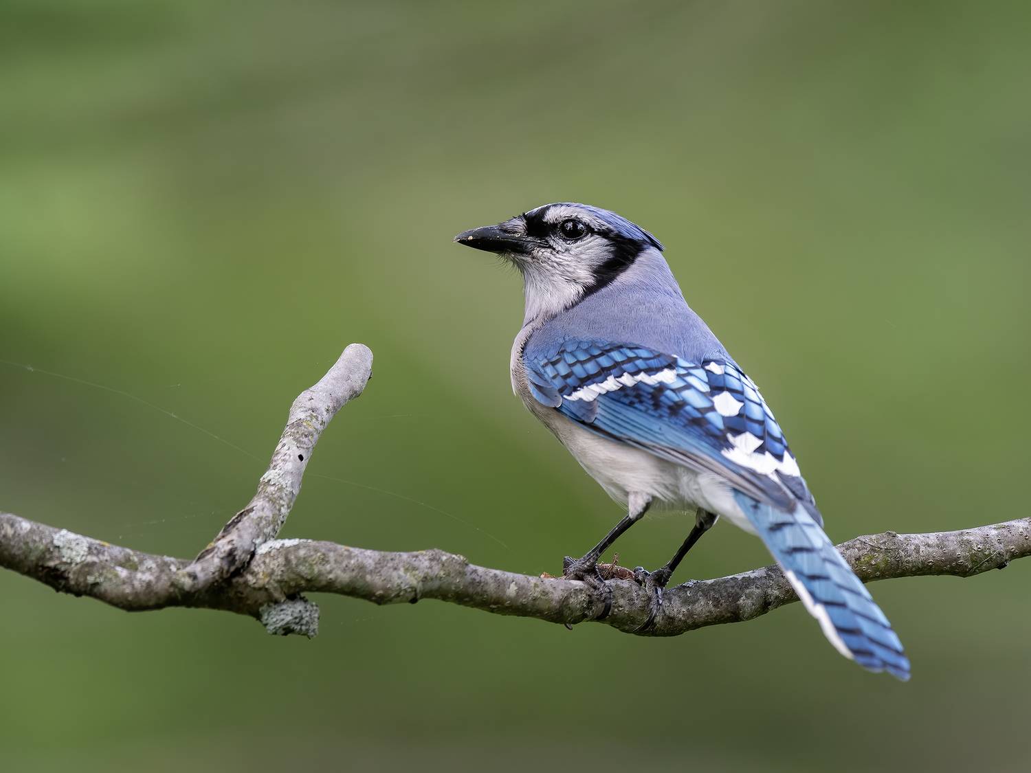 Blue Jay. Автор: Fernando Burgalin Sequeira , Fernando Burgalin Sequeira
