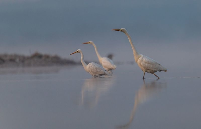 Czapla białaphoto preview