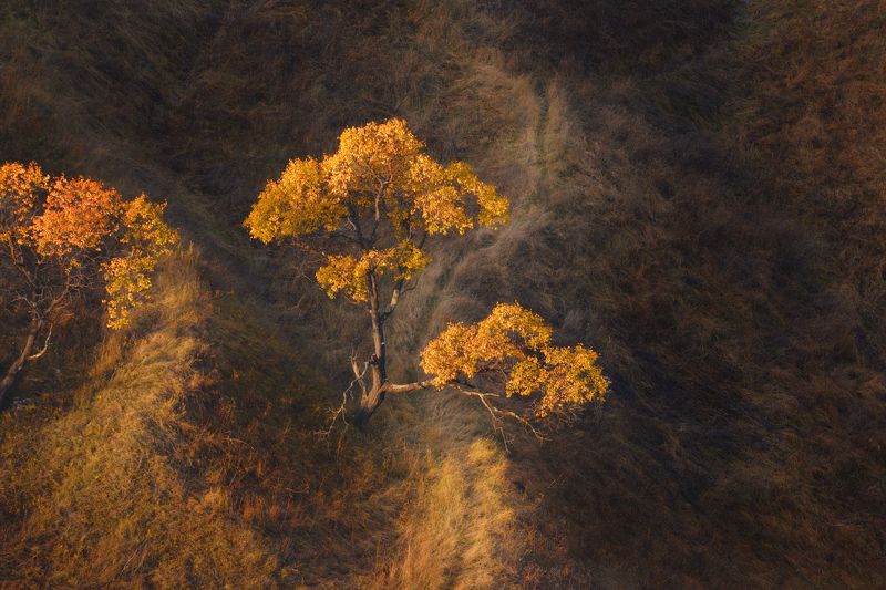 Светлячкиphoto preview