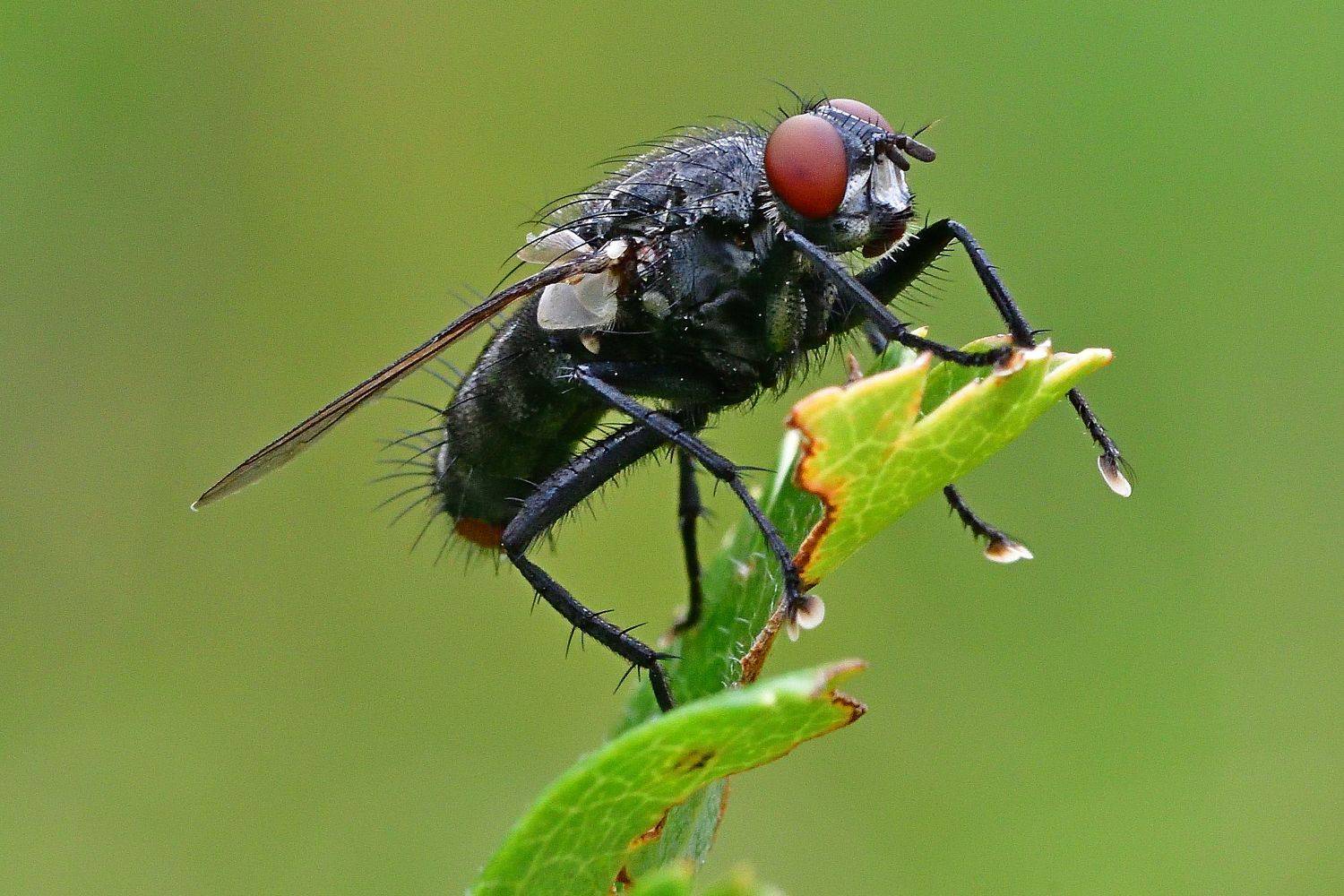 Fly.. Автор: Игорь Корнейчук , Игорь Корнейчук