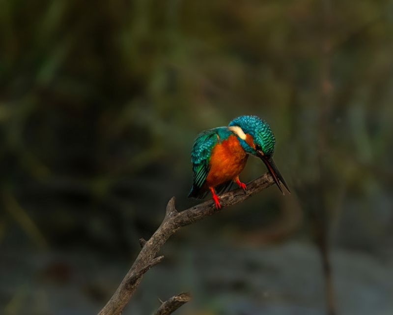 closeup, bird, birds, wild, wings, beauty, nature, swan, feather, spread, little sparrow,animal,animals,nikon,tailorbird,portraitm,eyes,eagle,kite,flying,sky,prey Kingfisherphoto preview