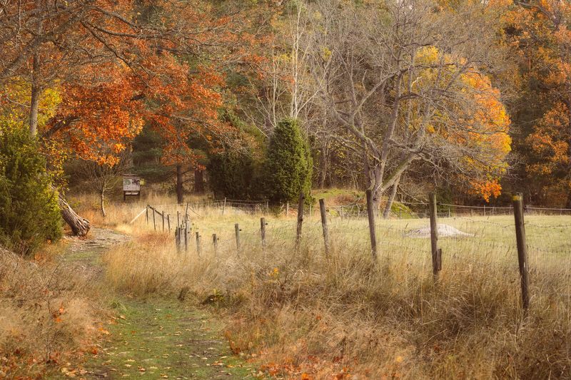 осень, тропинка, изгородь Осенние мотивыphoto preview