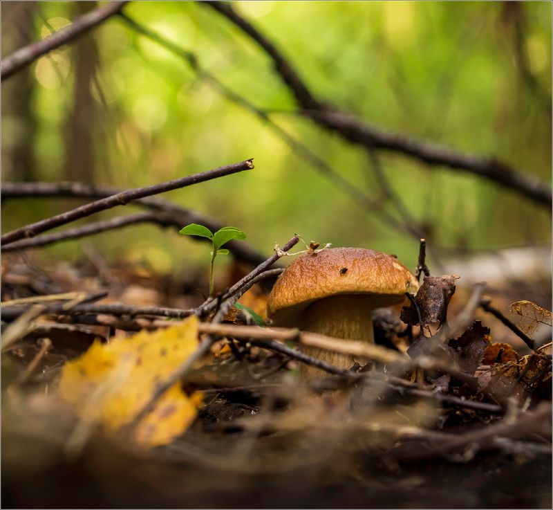 пророда В лесуphoto preview