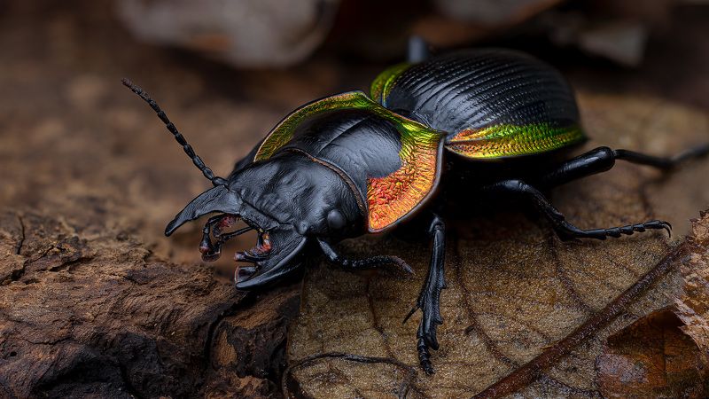 coleoptera, carabidae, mouhotia batesi, жужелица Воинphoto preview