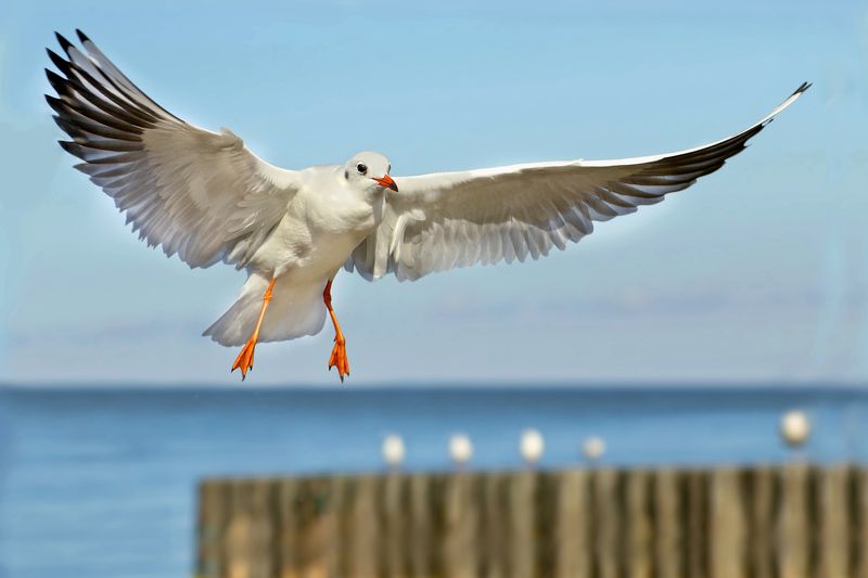 природа, море, птицы, чайка Чайка над моремphoto preview