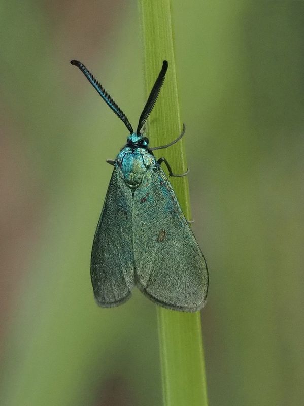 бабочка пестрянка щавелеваяphoto preview
