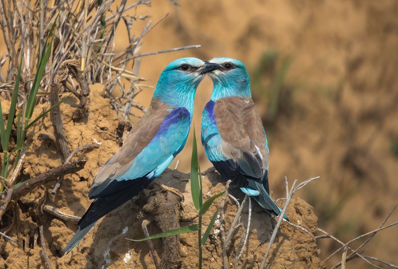 Шёпот. photo preview