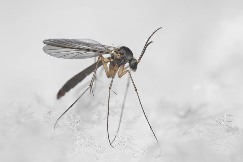 The fungus gnat is on the snowphoto preview
