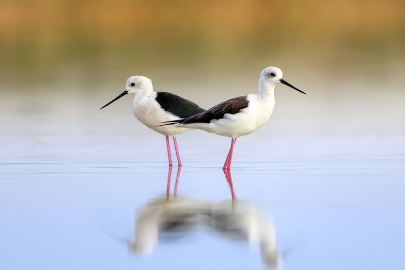 птица, фотоохота, кулик, ходулочник, природа, фауна Ходулочникиphoto preview