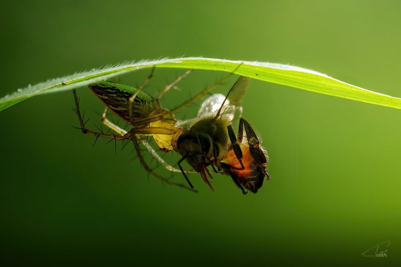 #macro #photobyTuan #spider Spider and her preyphoto preview