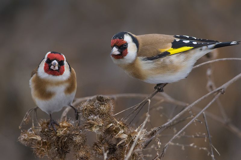 щегол,пара,репейник,завтрак Завтрак вдвоёмphoto preview
