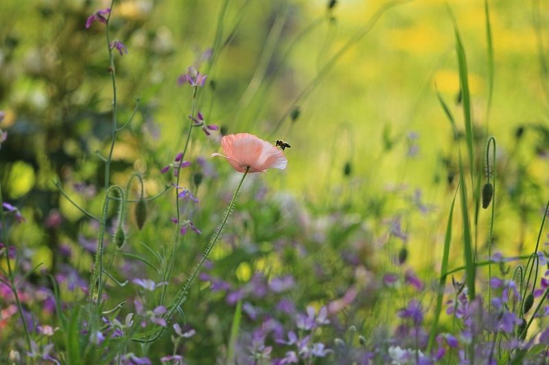 Лето,летом,о лете..photo preview