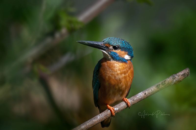 Зимородокphoto preview