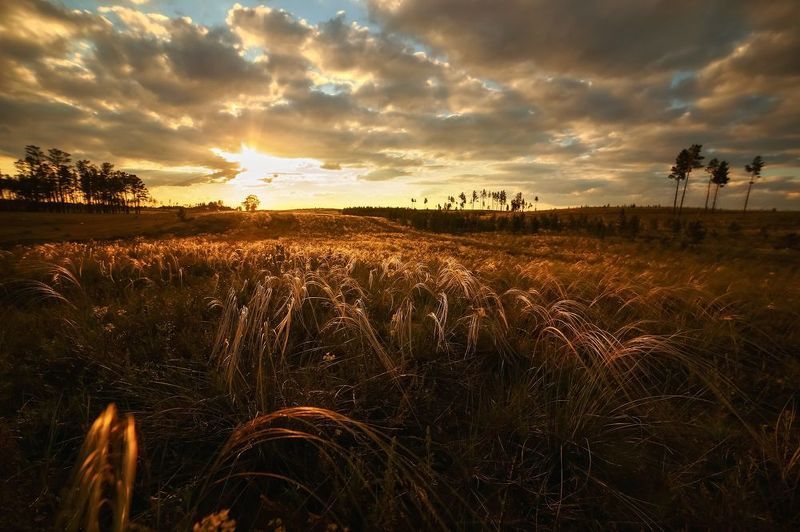 Ковыльphoto preview