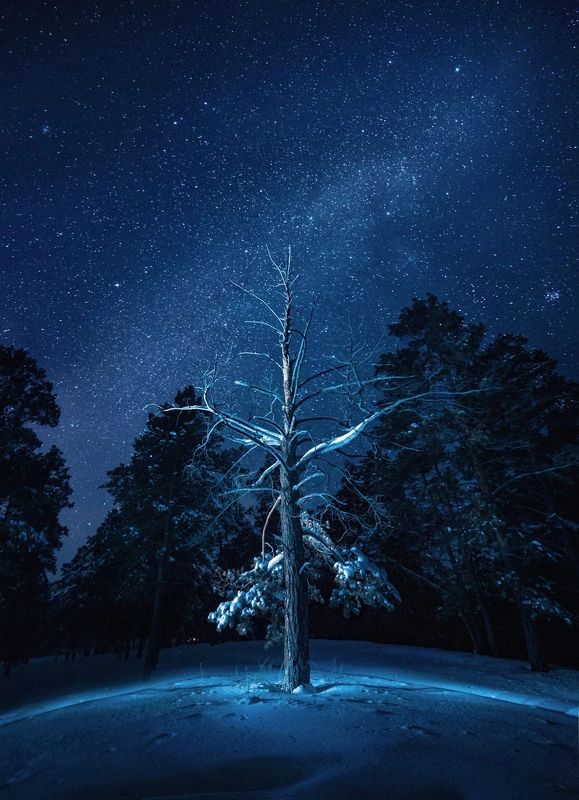 ночь и сосныphoto preview