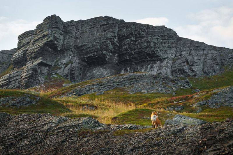 рыбачий, кольский, п-в рыбачий, северное сияние, море, баренцево, север На мысу фото превью