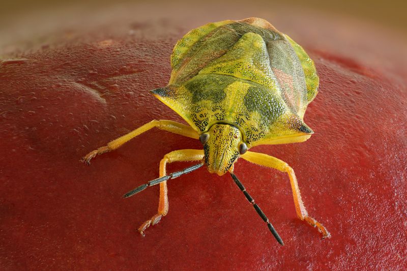 Древестный клопphoto preview